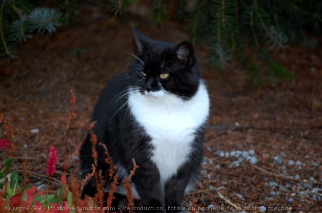 Photo de Chat domestique