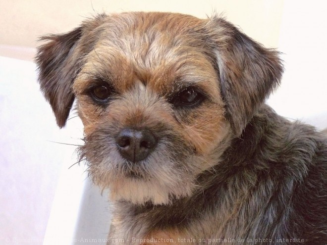 Photo de Border terrier