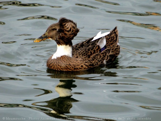 Photo de Canard