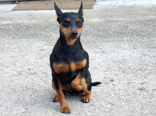 Photo de Pinscher nain