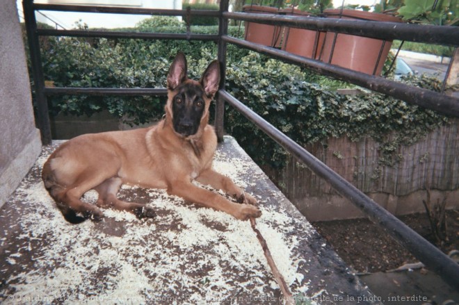 Photo de Berger belge malinois