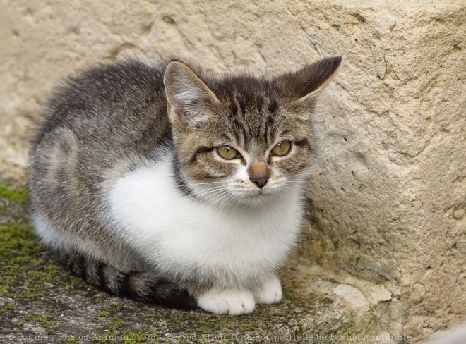 Photo de Chat domestique