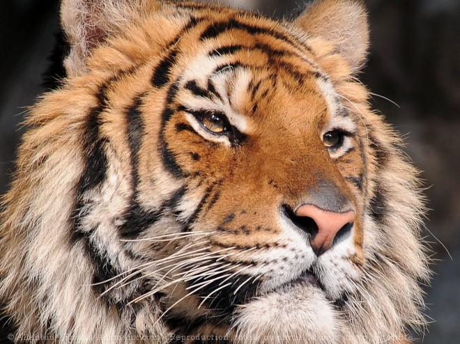 Photo de Tigre