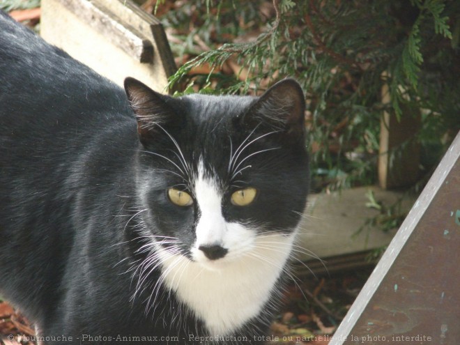 Photo de Chat domestique