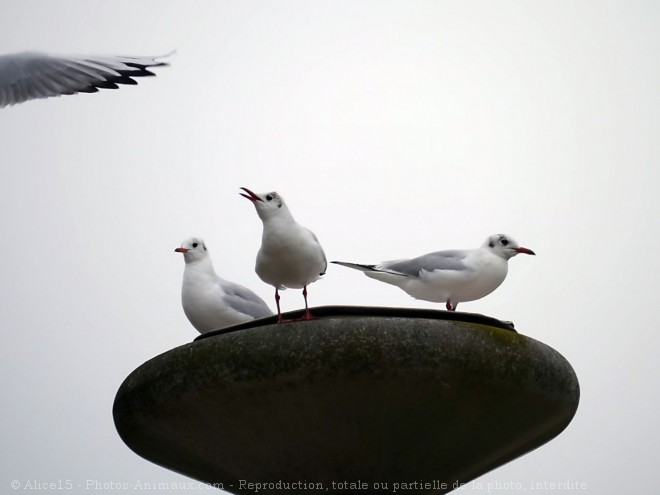 Photo de Mouette