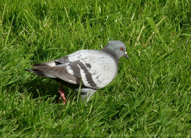 Photo de Pigeon