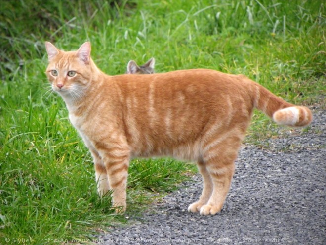 Photo de Chat domestique