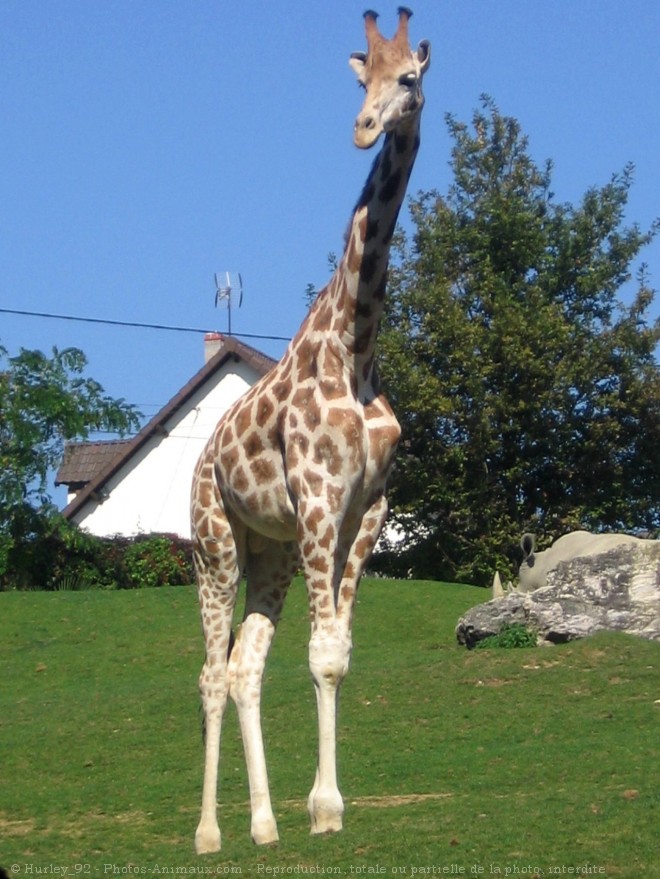 Photo de Girafe