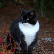 Photo de Chat domestique