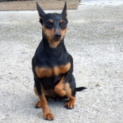 Photo de Pinscher nain