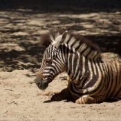 Photo de Zebre