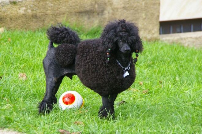 Photo de Caniche moyen