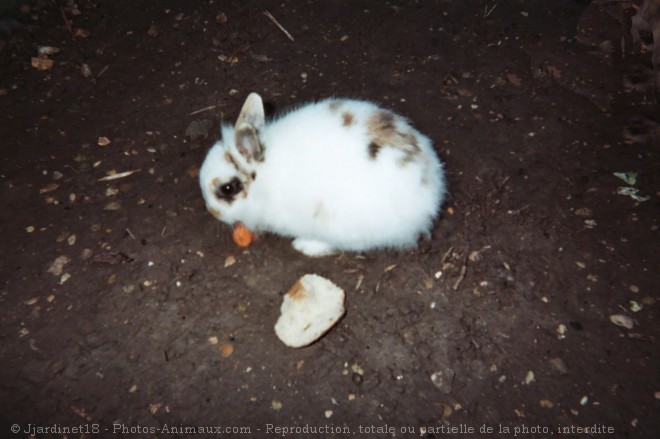 Photo de Lapin