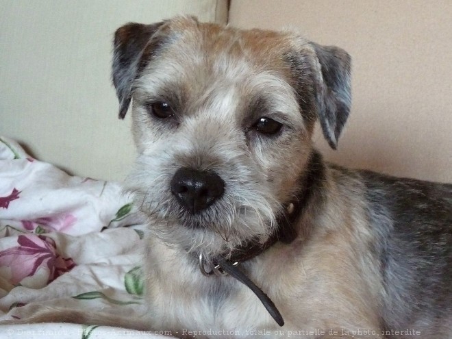 Photo de Border terrier