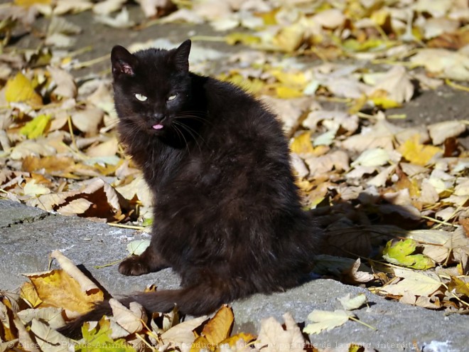 Photo de Chat domestique