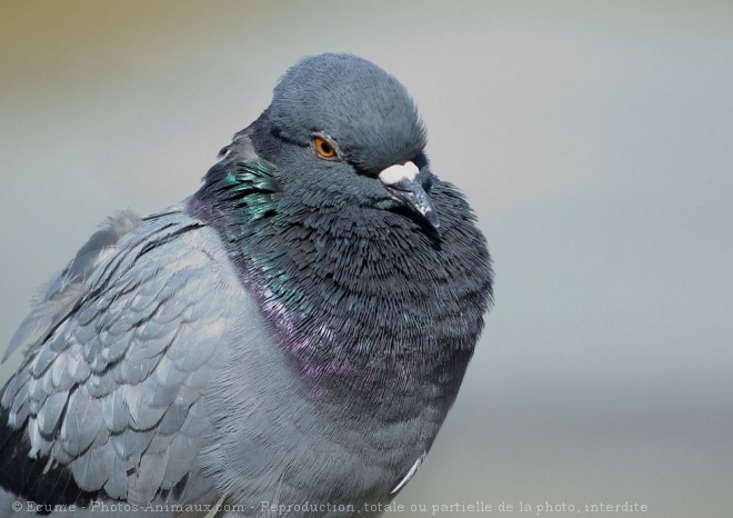 Photo de Pigeon