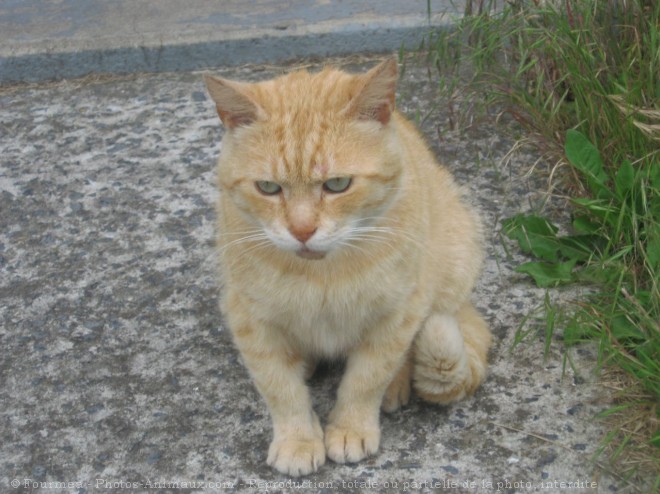 Photo de Chat domestique