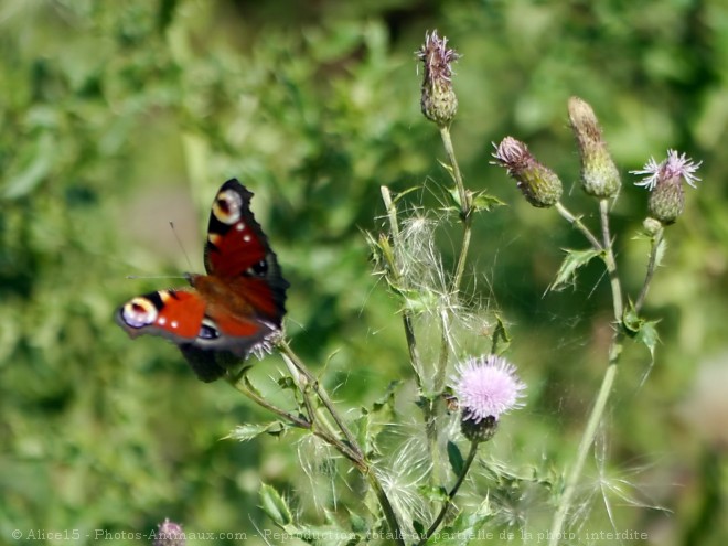 Photo de Papillon - paon du jour