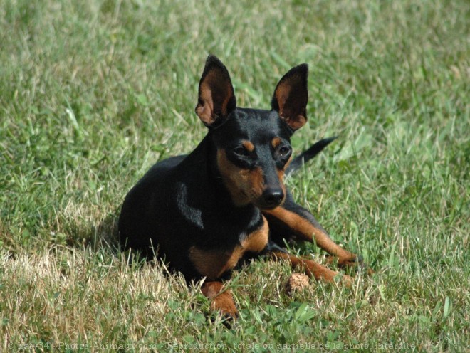 Photo de Pinscher nain