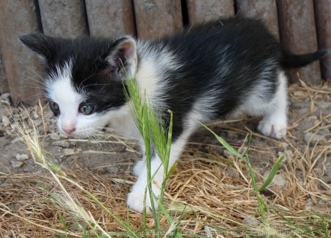 Photo de Chat domestique