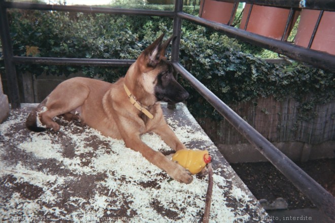 Photo de Berger belge malinois