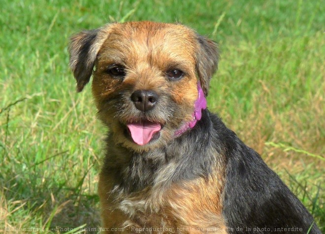 Photo de Border terrier