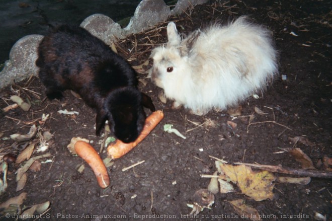 Photo de Lapin