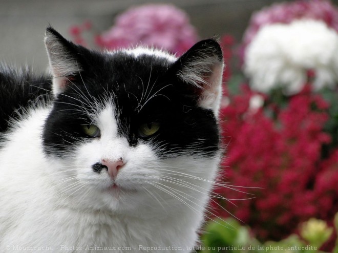 Photo de Chat domestique