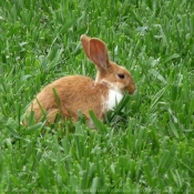 Photo de Lapin