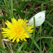 Photo de Papillon - piride