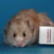 Photo de Hamster