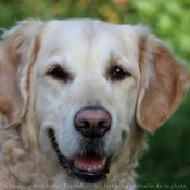 Photo de Golden retriever