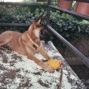 Photo de Berger belge malinois