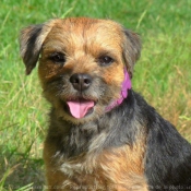 Photo de Border terrier