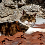 Photo de Chat domestique