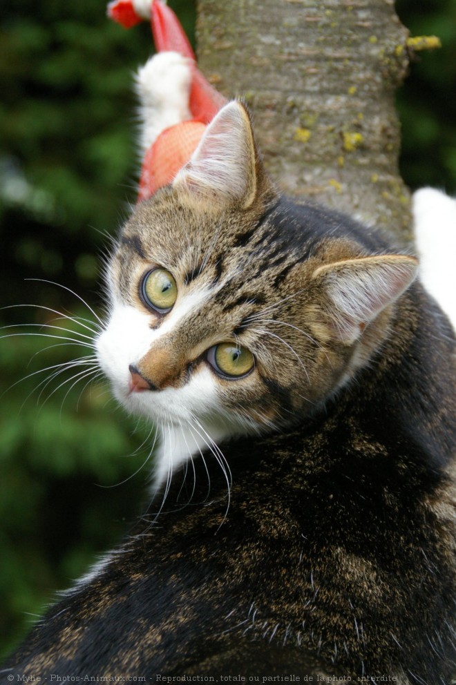 Photo de Chat domestique