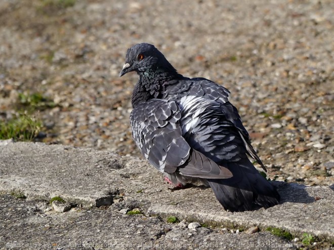 Photo de Pigeon