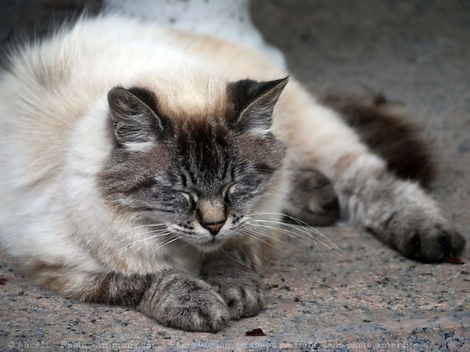 Photo de Chat domestique