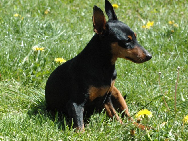 Photo de Pinscher nain