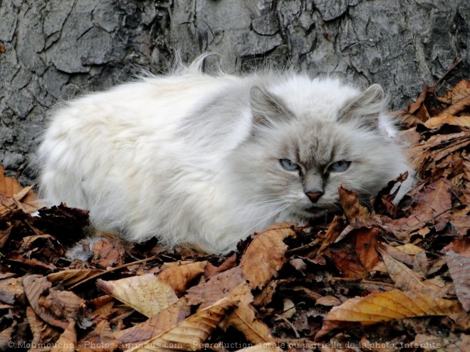 Photo de Chat domestique