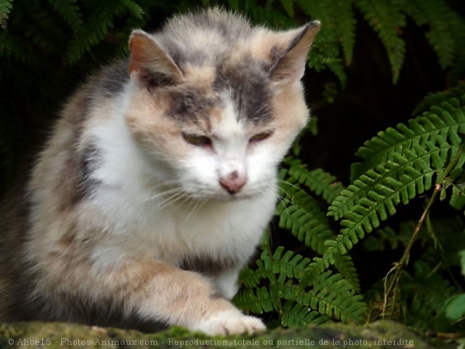 Photo de Chat domestique