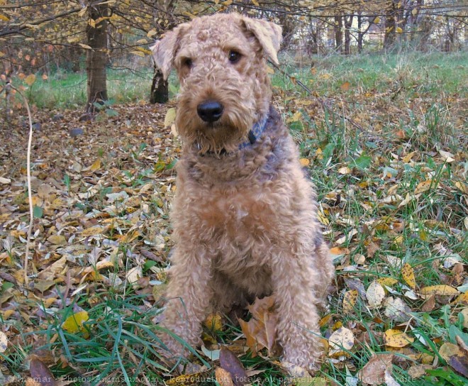 Photo d'Airedale terrier