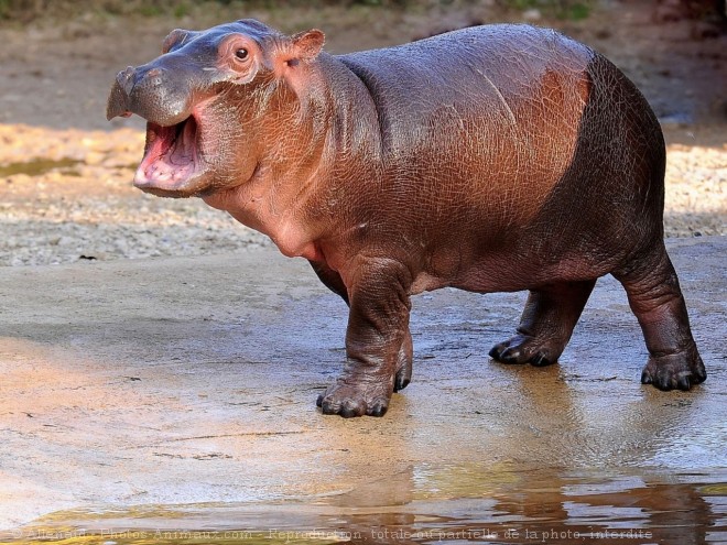 Photo de Hippopotame