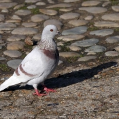 Photo de Pigeon