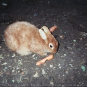 Photo de Lapin