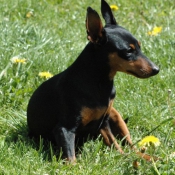 Photo de Pinscher nain