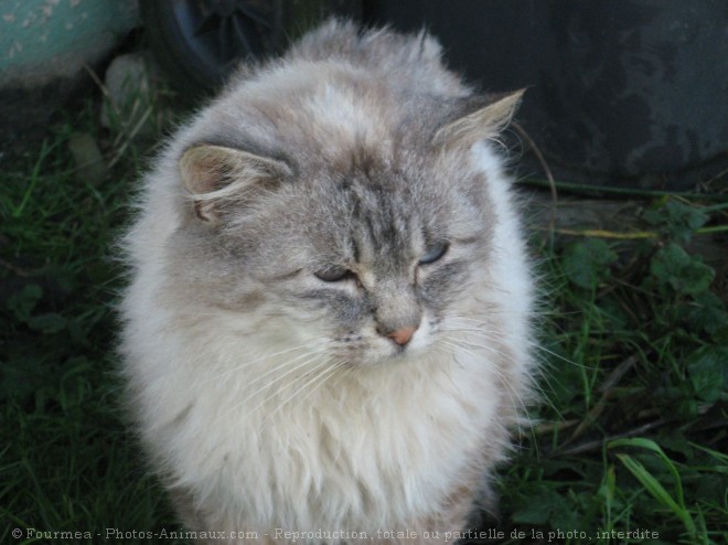 Photo de Chat domestique