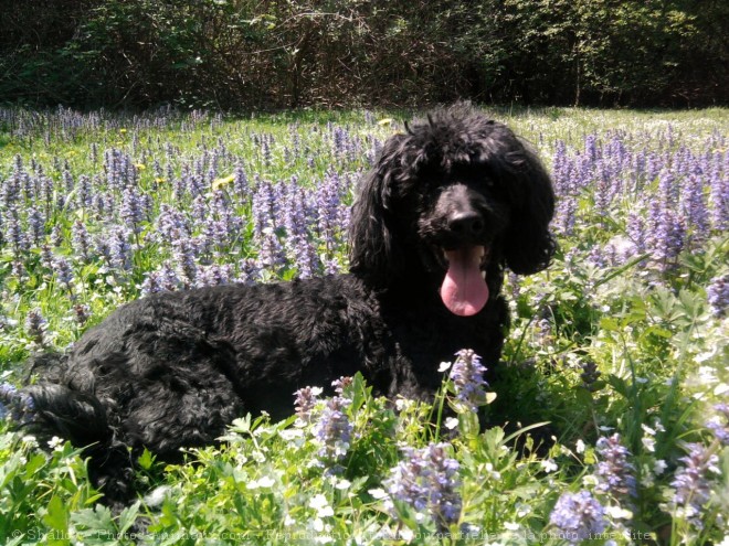 Photo de Caniche moyen