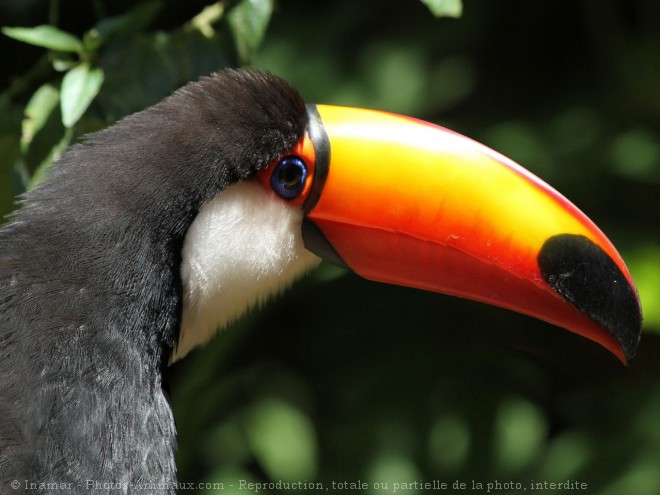 Photo de Toucan