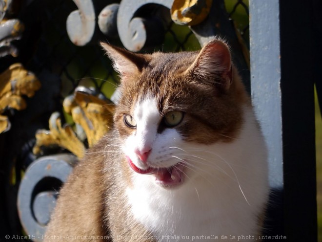 Photo de Chat domestique